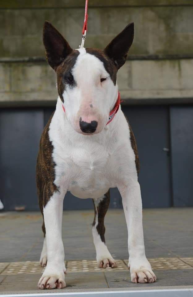 Onyx de la Yourte O'Bull