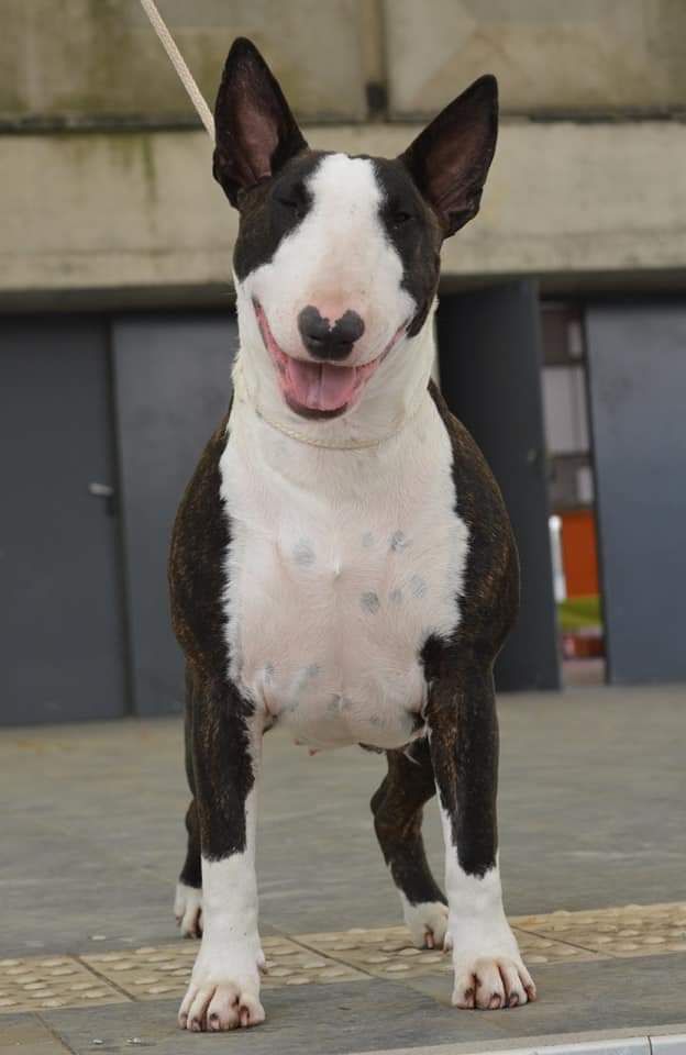 Octavia de la Yourte O'Bull
