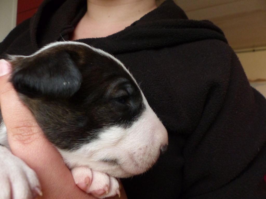 de la Yourte O'Bull - Bull Terrier - Portée née le 08/04/2018