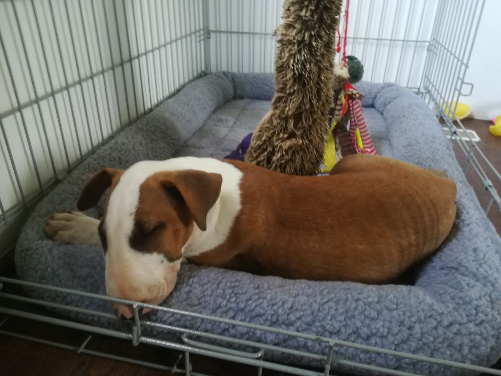 de la Yourte O'Bull - Bull Terrier - Portée née le 08/04/2018